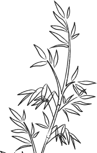 bamboo